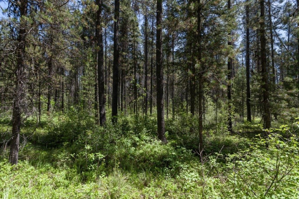 NHN Belton Stage, West Glacier, MT 59936 photo 18