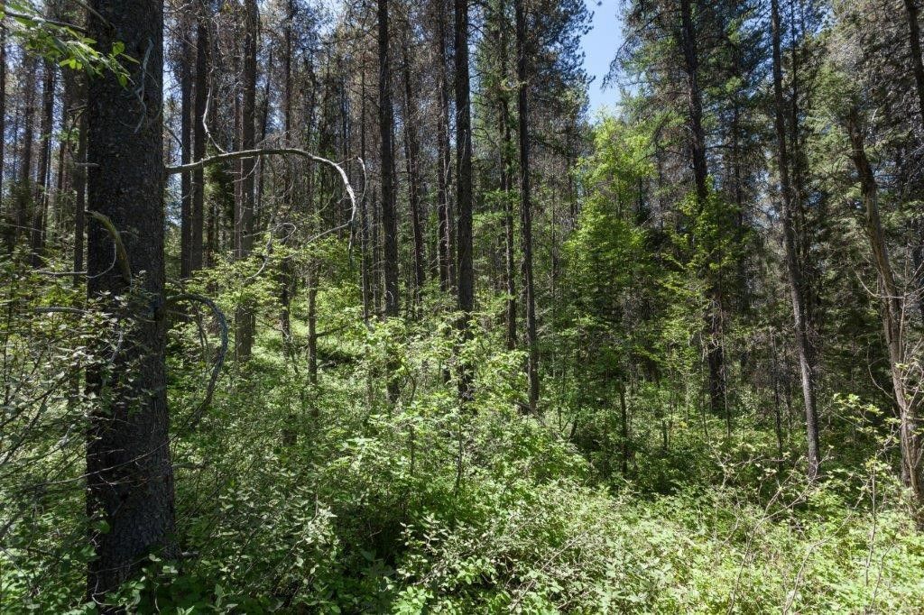 NHN Belton Stage, West Glacier, MT 59936 photo 19