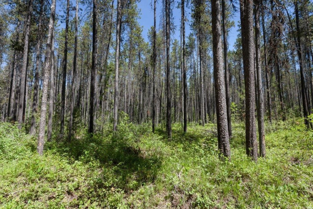 NHN Belton Stage, West Glacier, MT 59936 photo 20