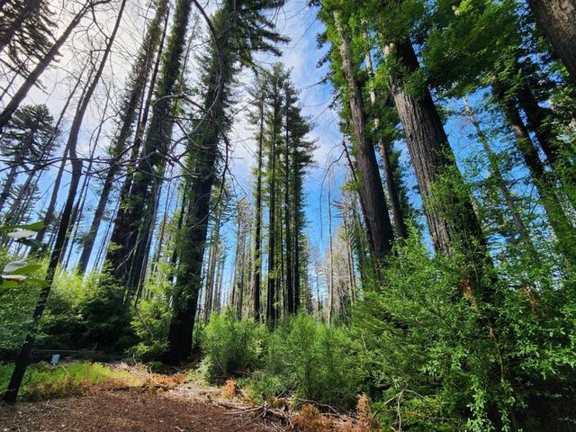 20604 Little Basin Road, Boulder Creek, CA 95006