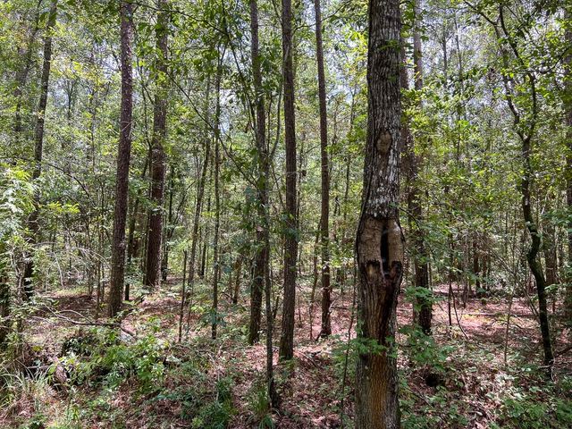 3 County Road 821, Mauriceville, TX 77612