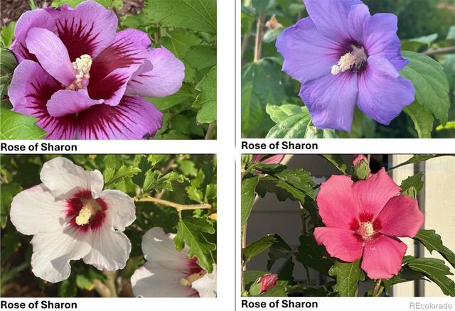 12550 Poplar Street, Thornton, CO 80602