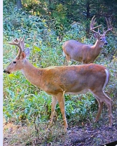 11171 Republican Pike, Cynthiana, KY 41031