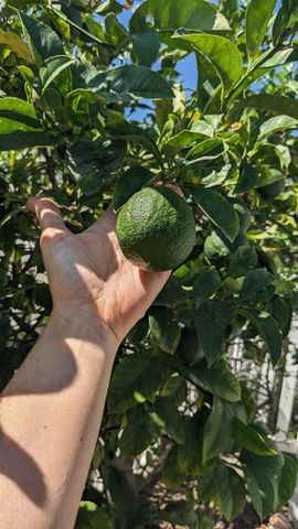 3258 Tyler Street, Carlsbad, CA 92008