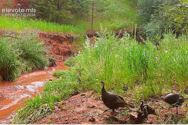 10905 W Highway 24, Green Mountain Falls, CO 80819