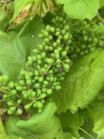 2327 Clearcrest Ln, Fallbrook, CA 92028