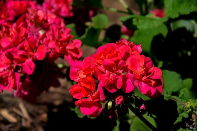 115 Myrtle Ave, San Rafael, CA 94901