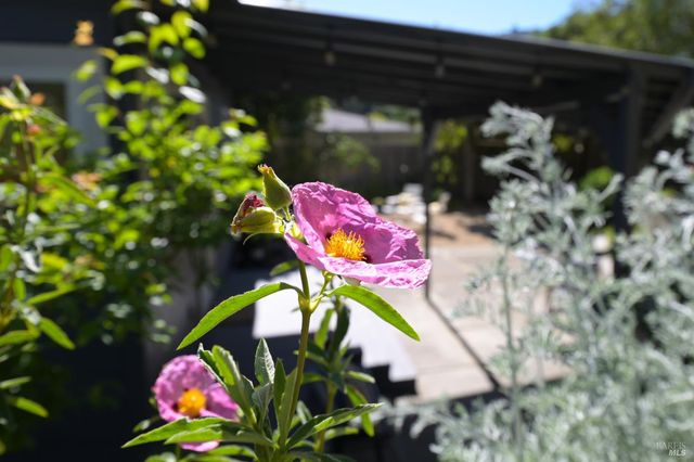 115 Myrtle Ave, San Rafael, CA 94901