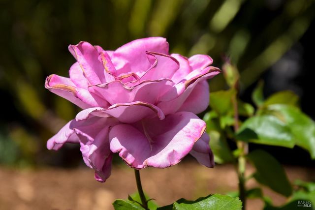 115 Myrtle Ave, San Rafael, CA 94901