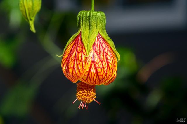 115 Myrtle Ave, San Rafael, CA 94901