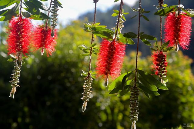 115 Myrtle Ave, San Rafael, CA 94901