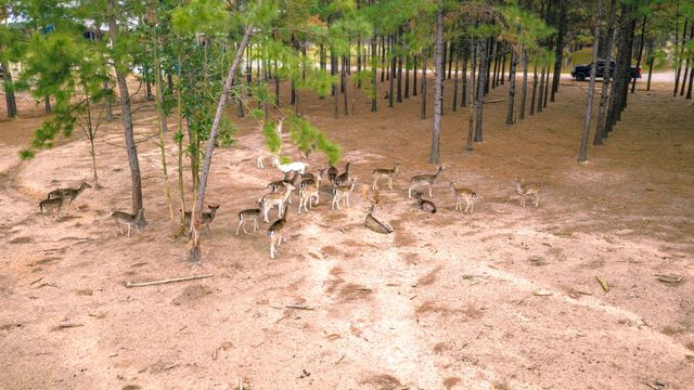 11419 Fm 1276, Livingston, TX 77351