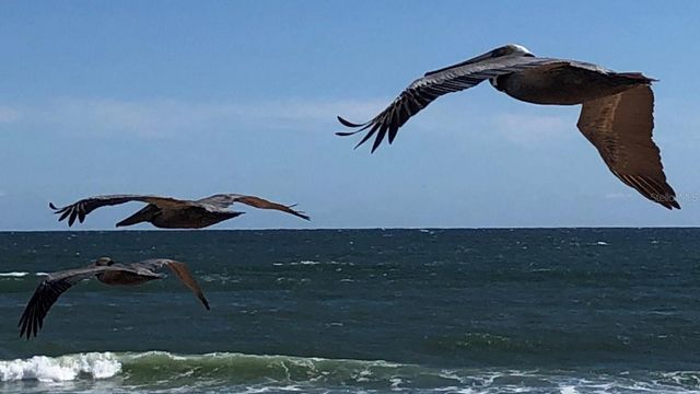 50 OCEAN PALM VILLA S, Flagler Beach, FL 32136