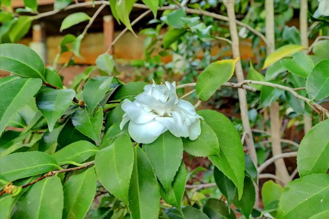 10901 Footwall Dr, Grass Valley, CA 95945