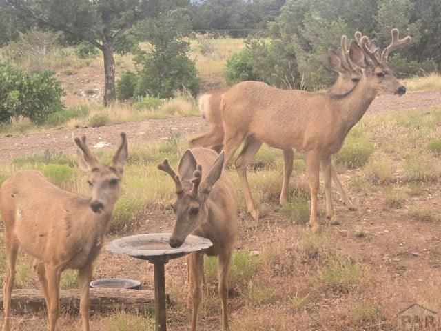 3681 County RD 510, Walsenburg, CO 81089