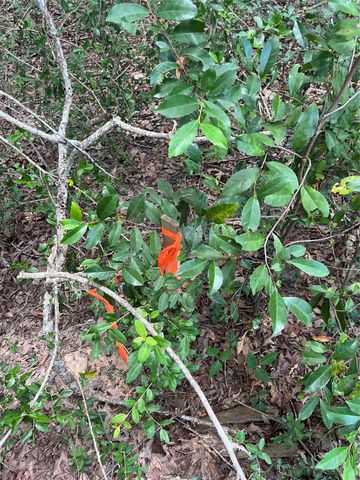 12147 Mustang Avenue, Willis, TX 77378