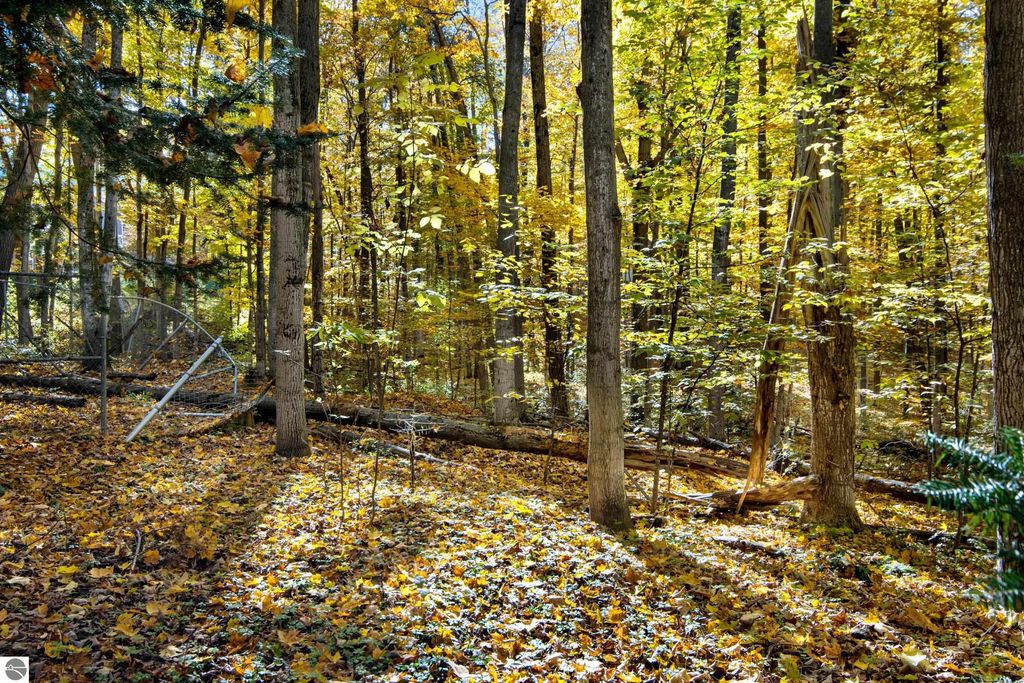 Wooded area with vibrant autumn foliage, fallen leaves on the ground, and sunlight filtering through trees, showcasing the serene natural surroundings of the property at 10371 Deerpath North, Traverse City, MI.