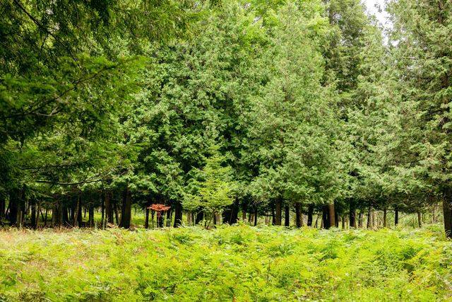 00 E Birch Point Road, Elmwood Twp, MI 49684