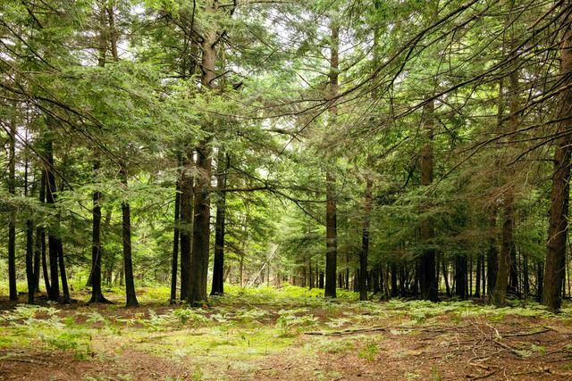 00 E Birch Point Road, Elmwood Twp, MI 49684