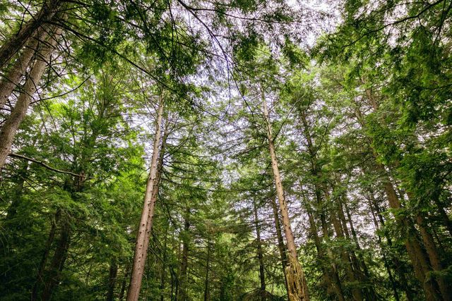 00 E Birch Point Road, Elmwood Twp, MI 49684