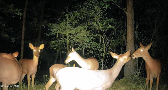 1049 Shirley Drive, Jacksonville, NC 28540