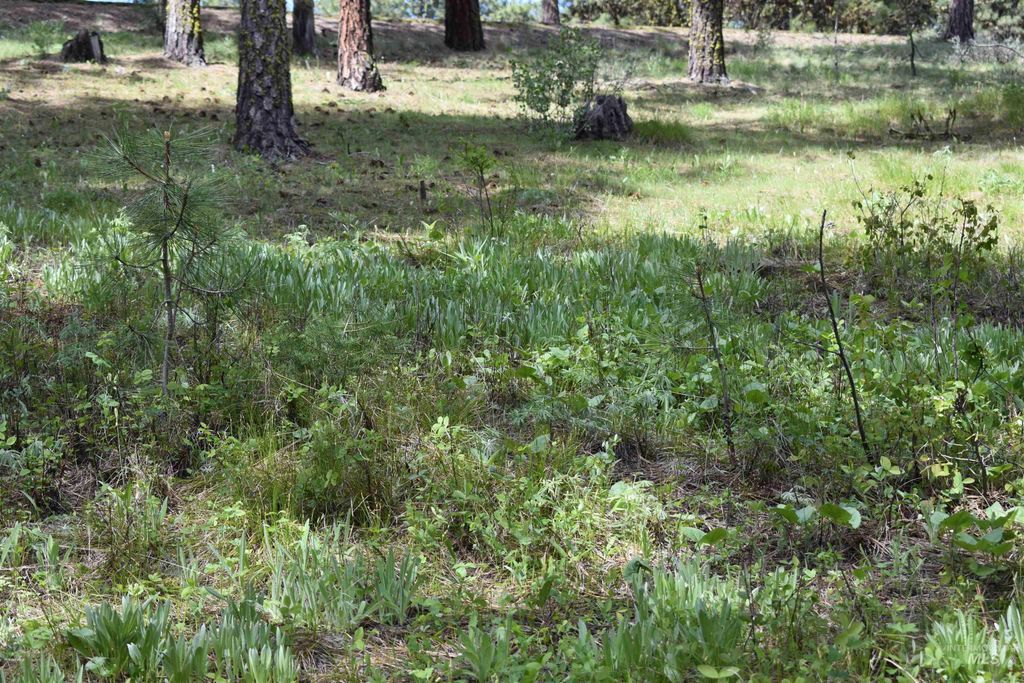 Syringa Drive, New Meadows, ID 83654 photo 6