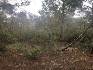 0 Alturas Babson Park Cutoff Road, Lake Wales, FL 33859
