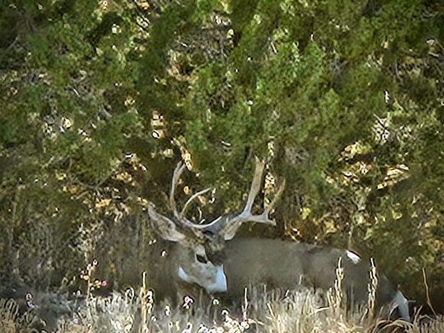 1574 4th St, Penrose, CO 81240
