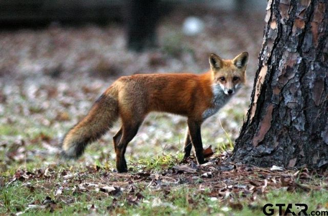 1304 Greenbriar Trail, Holly Lake Ranch, TX 75765