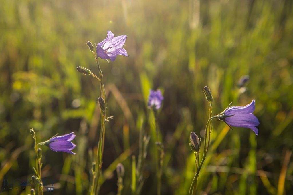 TBD Jack Creek Road, Moonlight Territory Parcel 2, Big Sky, MT 59729 photo 22