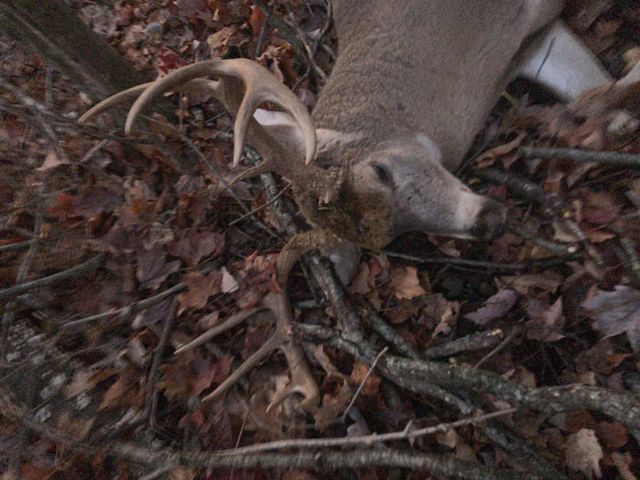 523 May Hollow Road, Tollesboro, KY 41189