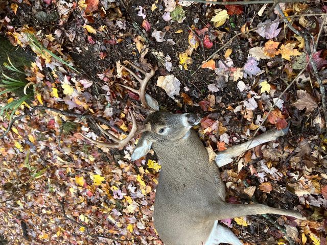 523 May Hollow Road, Tollesboro, KY 41189