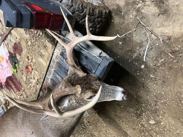 523 May Hollow Road, Tollesboro, KY 41189