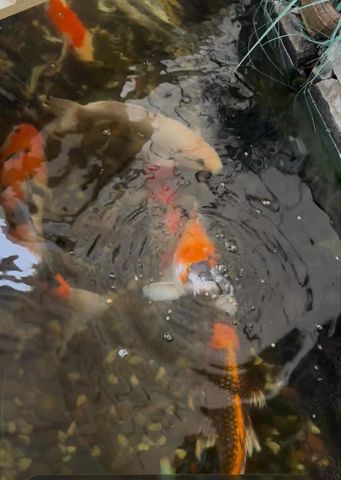 1227 Letitia Court, San Jose, CA 95122