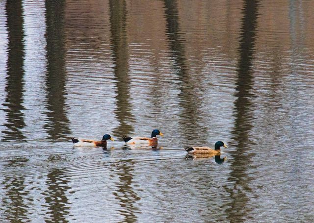 4808 County Road 8940, West Plains, MO 65775