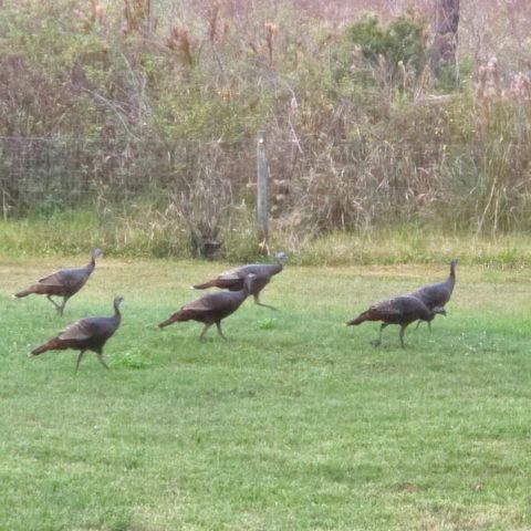 41041 WHILDEN LANE, Leesburg, FL 34788