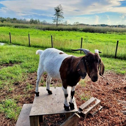 41041 WHILDEN LANE, Leesburg, FL 34788