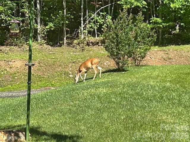 542 Allen Mountain Lane, Spruce Pine, NC 28777