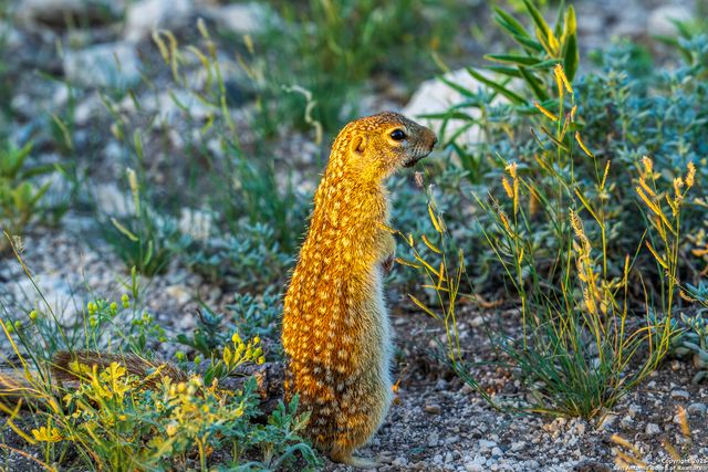 277 us -277, Brackettville, TX 78832