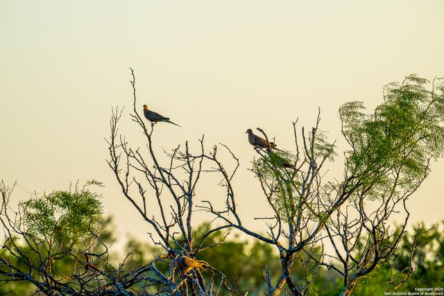 277 us -277, Brackettville, TX 78832