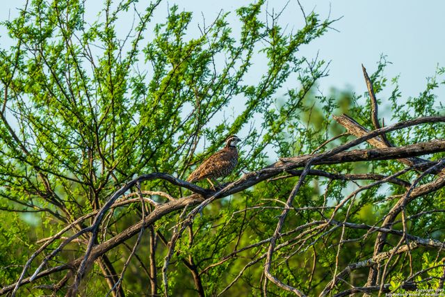 277 us -277, Brackettville, TX 78832