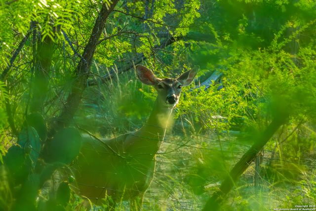 277 us -277, Brackettville, TX 78832