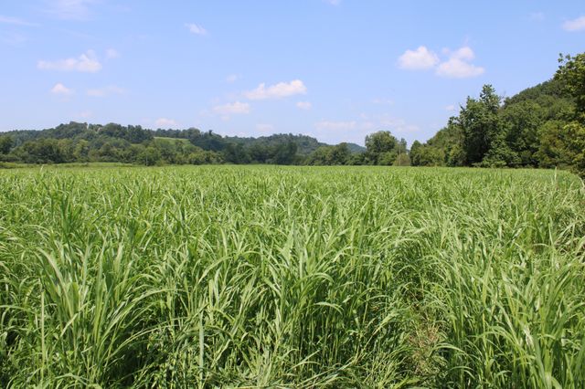0 Shoal Creek Rd, Minor Hill, TN 38473