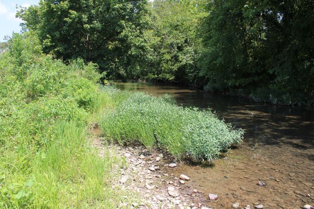 0 Shoal Creek Rd, Minor Hill, TN 38473