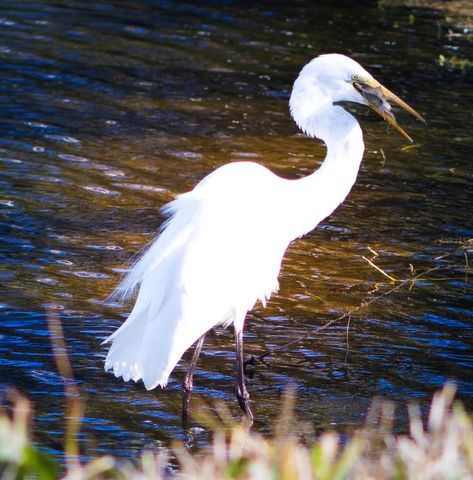 863 AUDUBON DRIVE 863, Bradenton, FL 34209