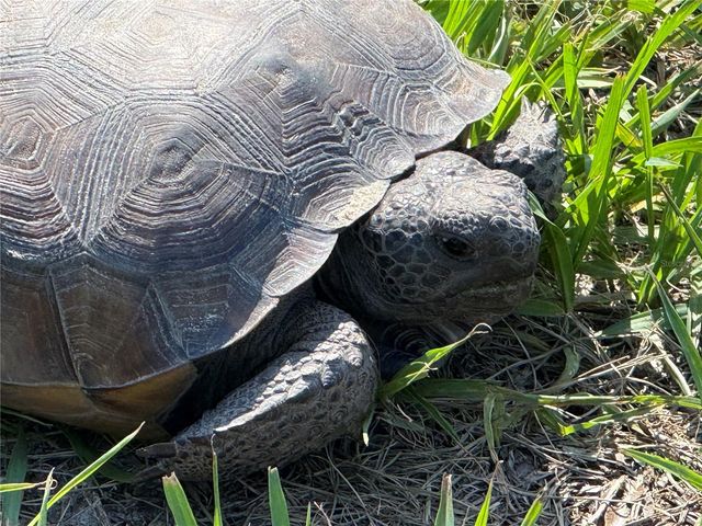 33015 SAHARA COURT, Sorrento, FL 32776