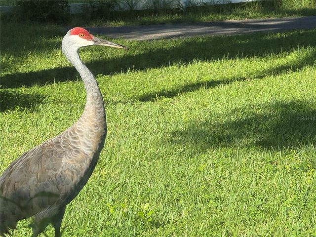 33015 SAHARA COURT, Sorrento, FL 32776