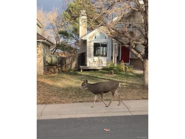 7752 Halleys Dr, Littleton, CO 80125