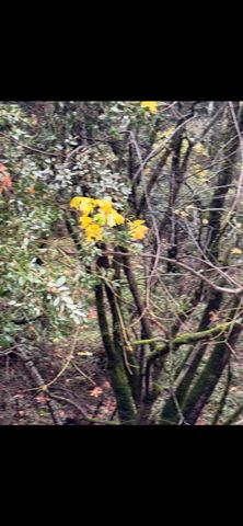 15234 Stormy Ln, Glencoe, CA 95232