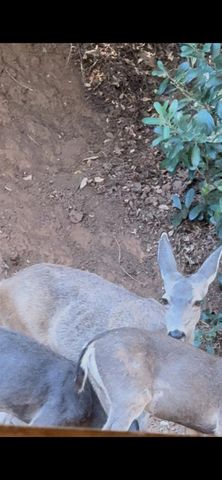 15234 Stormy Ln, Glencoe, CA 95232